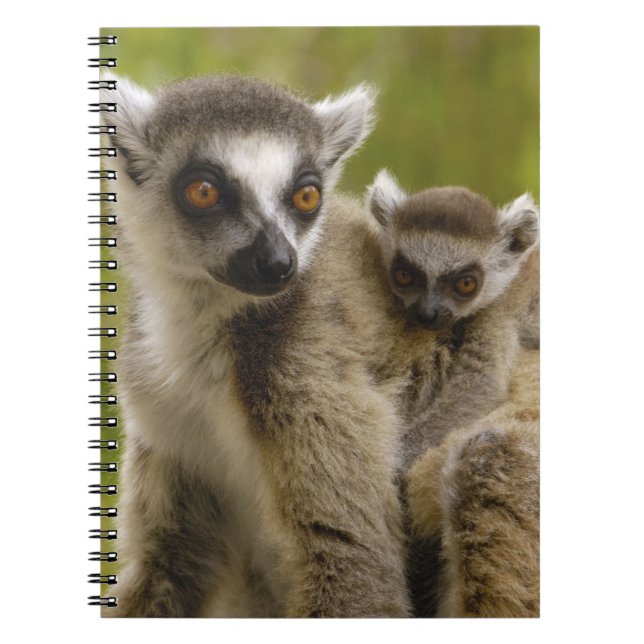 Carnet Lémuriens à queue annelée (Lemur catta) Mère et bé (Devant)