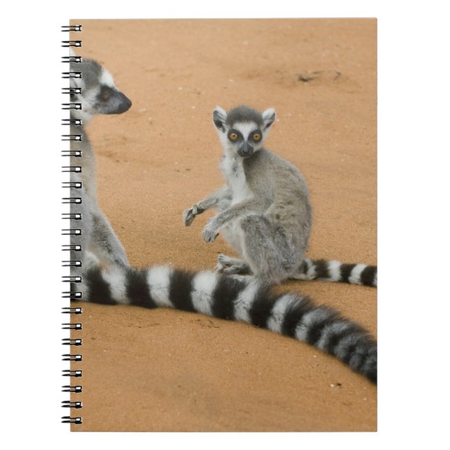 Carnet Lémurs à queue annelée, (Lemur catta), Berenty (Devant)