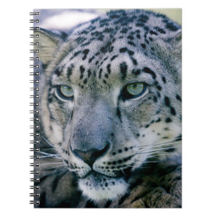 Carnet Léopard des neiges
