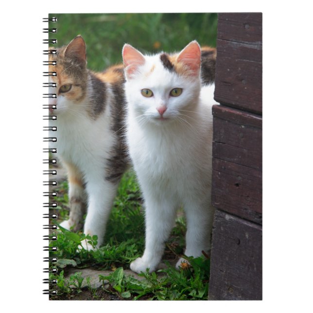 Carnet Les chats jouent (Devant)