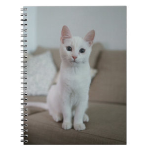 Carnet Les Chats Sont Les Meilleurs 42