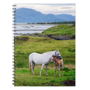 Carnet Les Chevaux du Connemara   Galway, Irlande