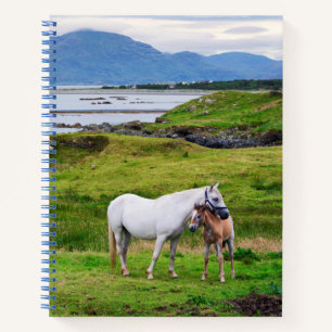 Carnet Les Chevaux du Connemara   Galway, Irlande