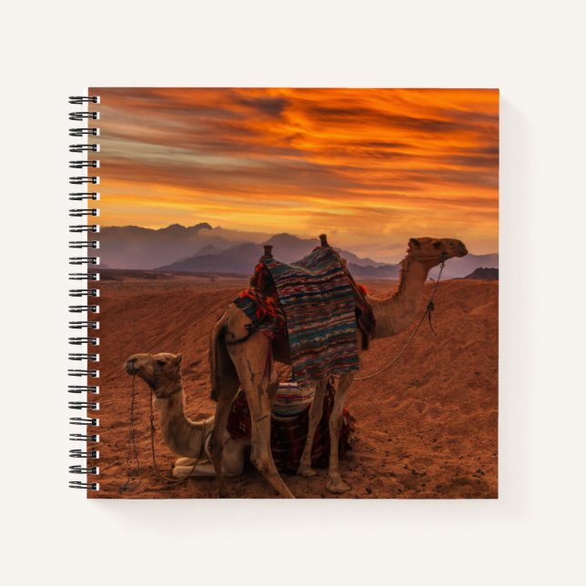Carnet Les déserts | Bactrial Camel Egypte dune de sable (Devant)