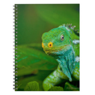 Carnet Les Fidji crested l'iguane, parc de Kula Eco, Viti