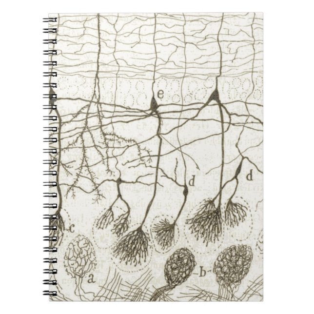 Carnet Les neurones 8 de Cajal (Devant)