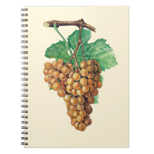 Carnet Les raisins "blanc de terret", couleur :