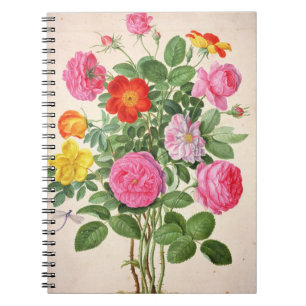 Carnet Les roses, plaquent 4 du Florilegium de Nassau (la