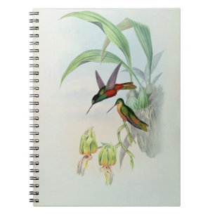 Carnet L'étoile de Bonaparte a affronté le colibri