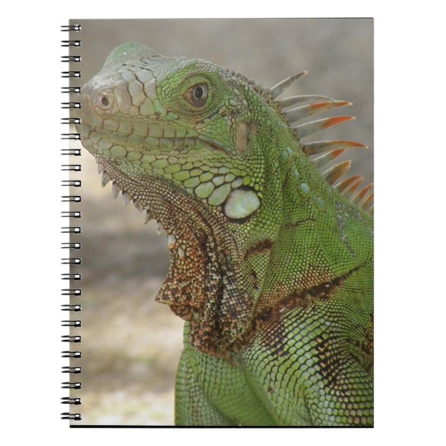 Carnet Lézard Lounging (Devant)