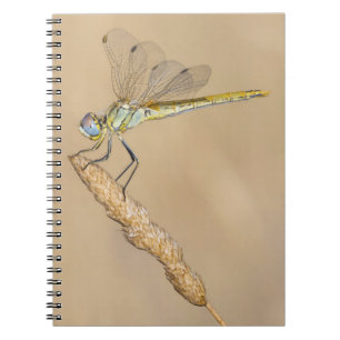 Carnet Libellule Skimmer Insecte Femelle (CC BY 4.0) Note