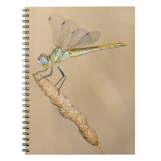 Carnet Libellule Skimmer Insecte Femelle (CC BY 4.0) Note (Devant)