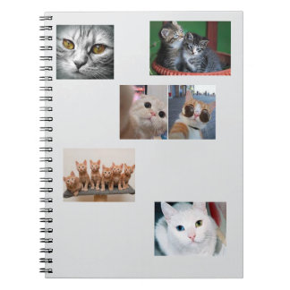 Carnet Libro de Gatos