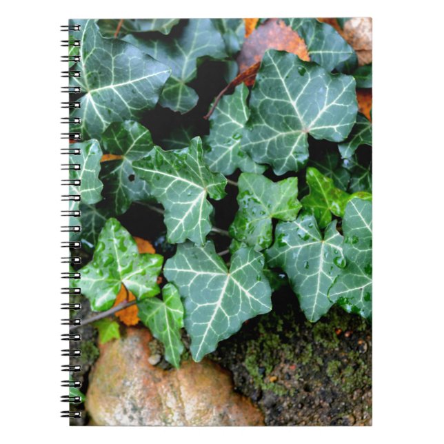 Carnet Lierre botanique vert et pierre de champ (Devant)