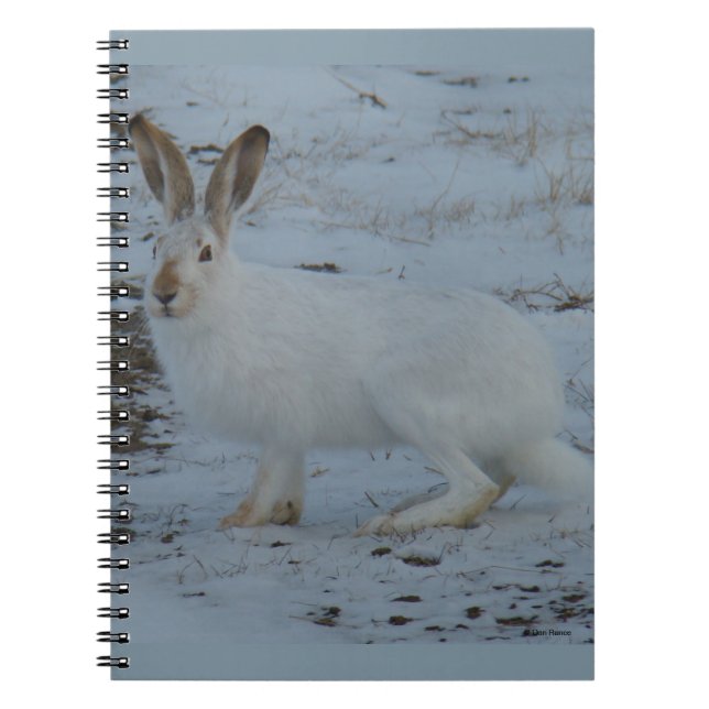 Carnet Lièvre d'Amérique R23 (Devant)