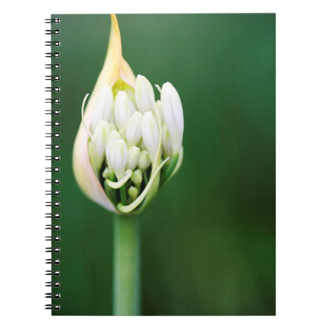 Carnet Lily africaine, Praecox d'Agapanthus, Cap (Devant)