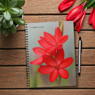 Carnet Lily de Kaffir / Lys de rivière / Hesperantha Cocc