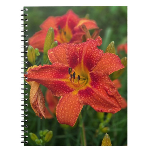 Carnet Lily orange (Devant)