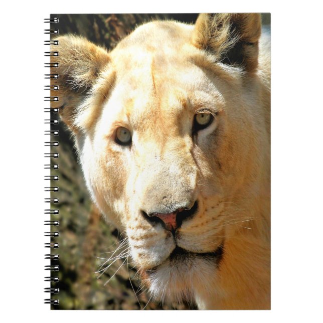 Carnet Lion (Devant)
