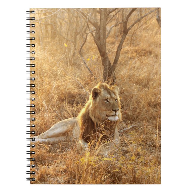 Carnet Lion (Devant)