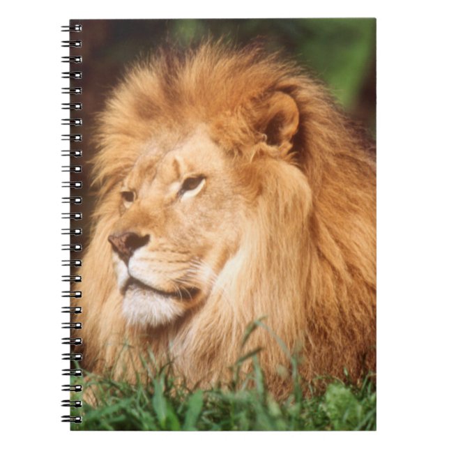 Carnet Lion adulte mâle (Devant)