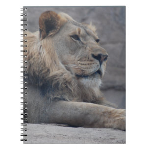 Carnet Lion africain
