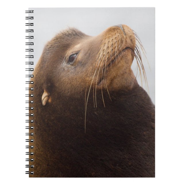 Carnet Lion de mer de Californie (Devant)