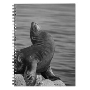 Carnet Lion de mer perché sur des rochers - Photographie
