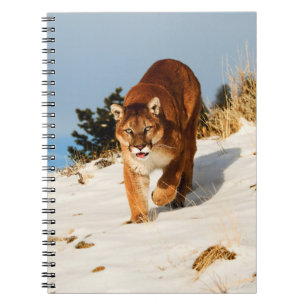 Carnet Lion de montagne sur une colline enneigée
