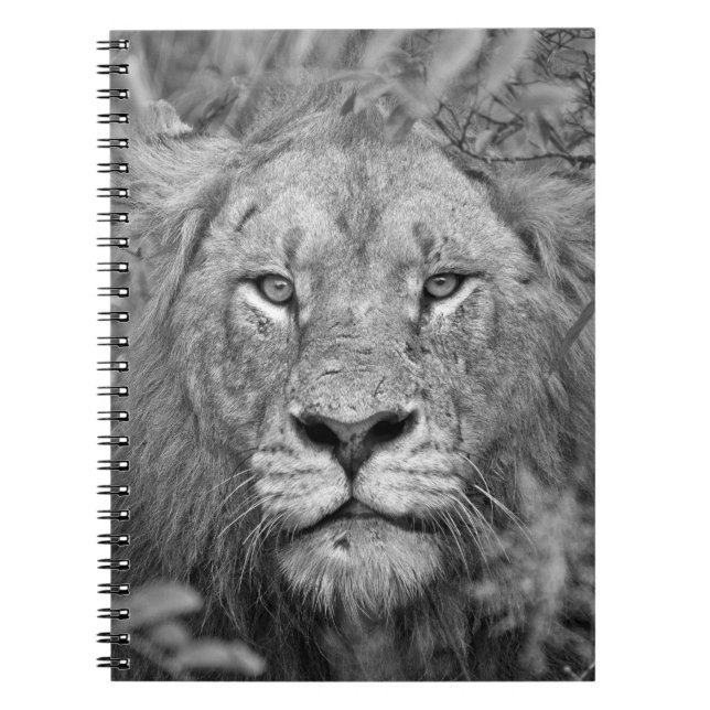 Carnet Lion de observation, Afrique du Sud (Devant)