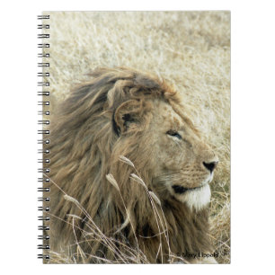 Carnet Lion mâle