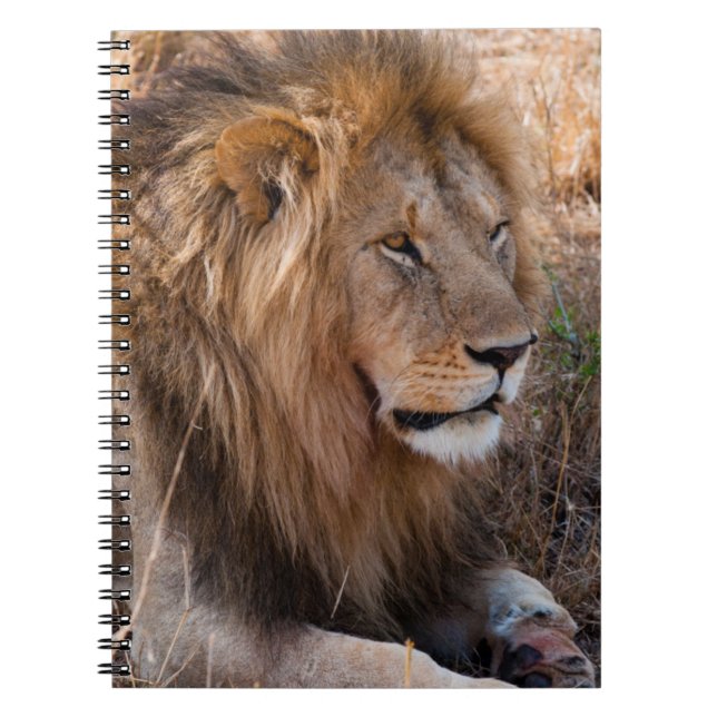 Carnet Lion Réserve nationale de Maasai Mara, Kenya (Devant)