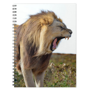 Carnet Lion rugissant plein de dents