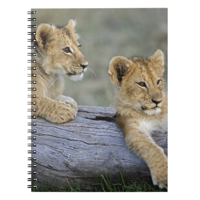 Carnet Lionceaux sur une bûche (Devant)