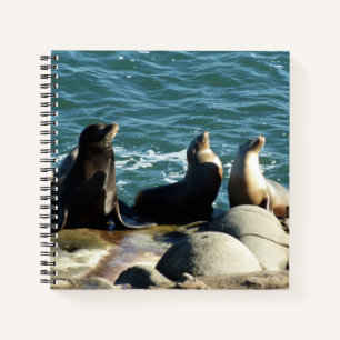 Carnet Lions de la mer de San Diego