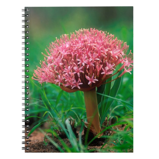 Carnet Lis d'Afrique (Agapanthus Praecox), Mala Mala (Devant)