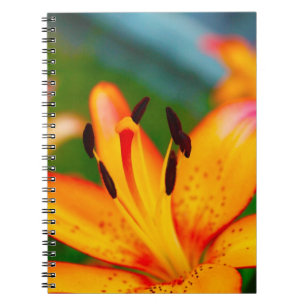 Carnet Lis II