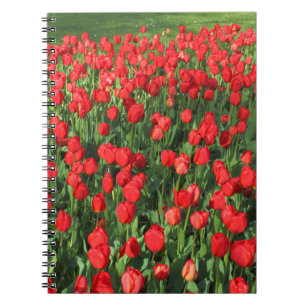 Carnet Lit des Tulipes rouges 02