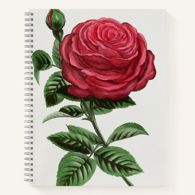 Carnet Lithographie de rose antique, François-Frédéric Gr (Devant)