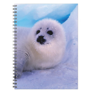 Carnet Little Harp Seal Pup Covered in Snowflakes