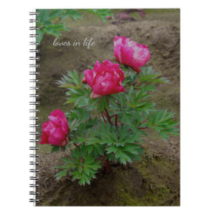 Carnet Little Peony Bush