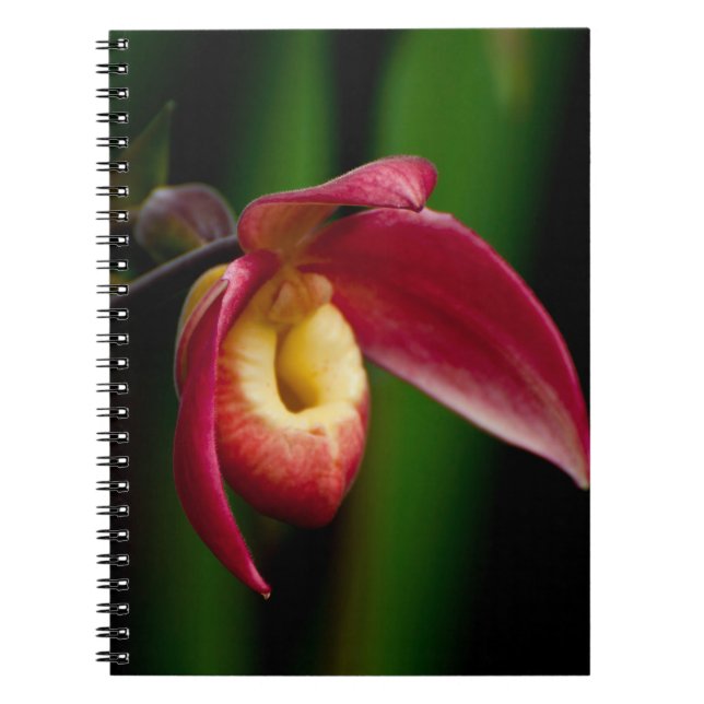 Carnet L'Orchid de la Dame rouge (Devant)