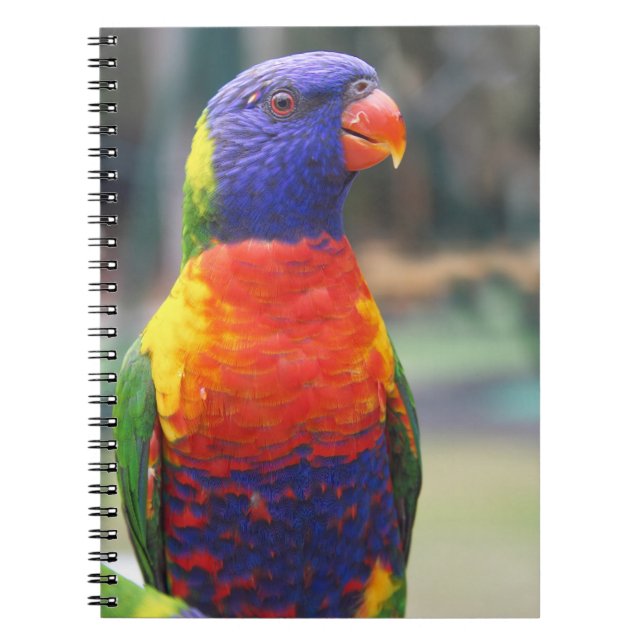 Carnet Lorikeet arc-en-ciel (Trichoglossus haematodus 2) (Devant)