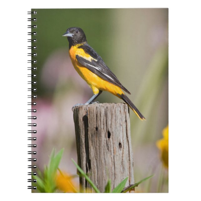 Carnet Loriole de Baltimore femelle dans un jardin fleuri (Devant)