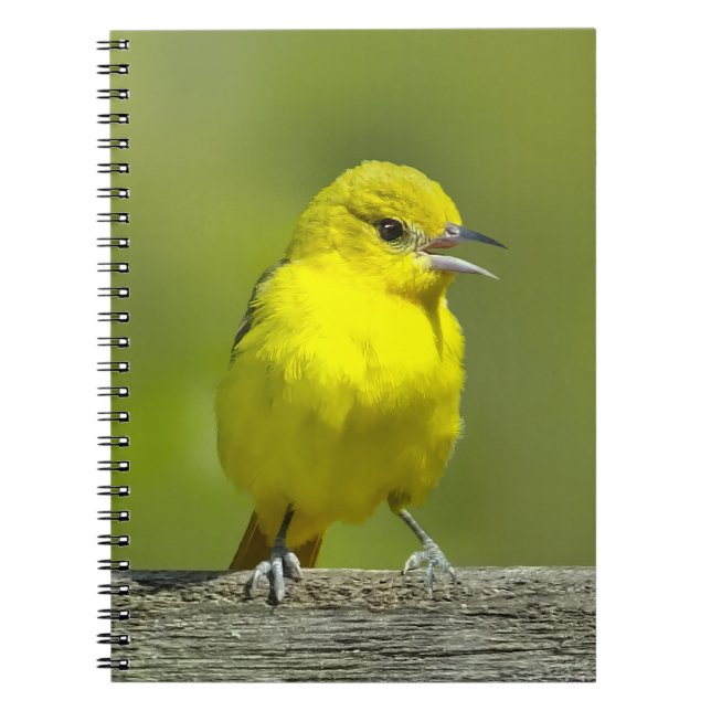 Carnet Loriole de verger - Photographie originale (Devant)