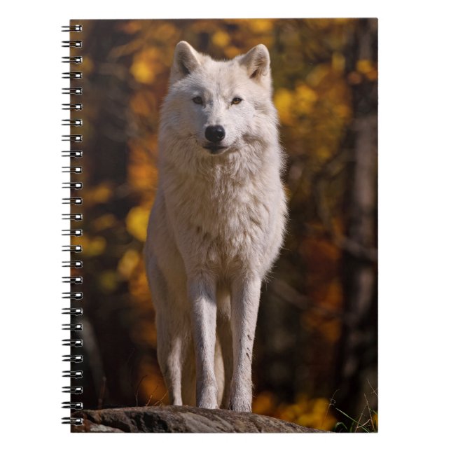 Carnet Loup arctique sur rocher (Devant)