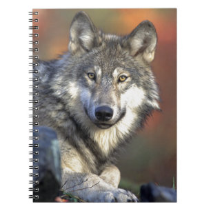 Carnet Loup Gris