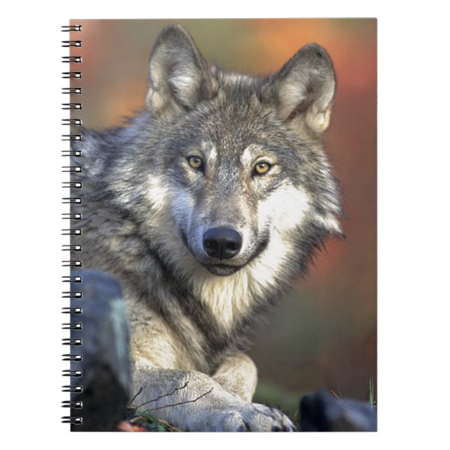 Carnet Loup Gris (Devant)