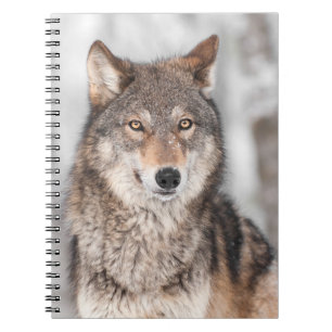 Carnet Loup gris (lupus de Canis) avec un dos d'oreille