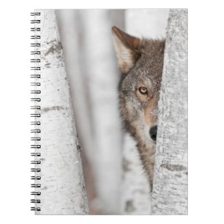 Carnet Loup gris (lupus de Canis) derrière l'arbre